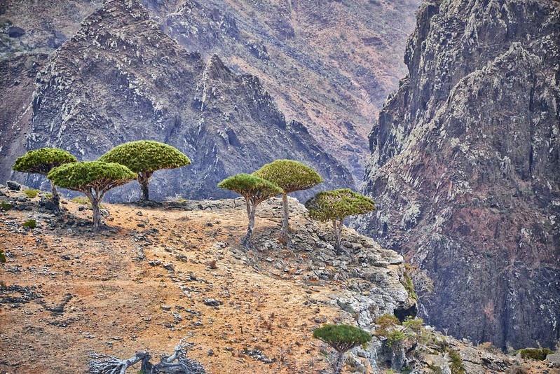 Dragon's Blood Trees, Socotra Island