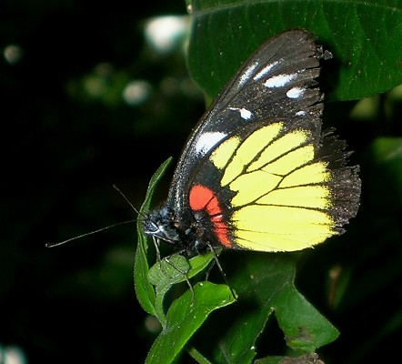 pieridae philippinesbutterflies taxonomy:binomial=deliashenningia