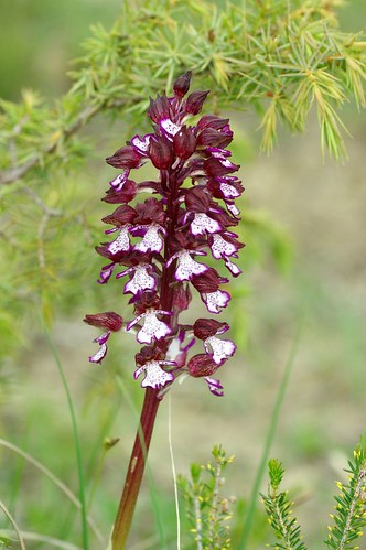 fleur flore orchidée purpurea hautegaronne saintmartory stmartory orchidacée orchispourpreorchis