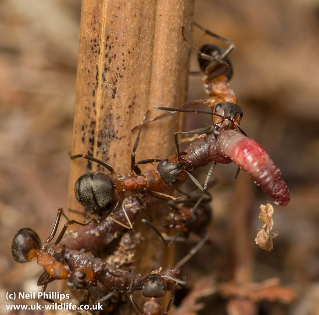 wood ants with worm-3