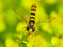 Long Hoverfly (Sphaerophoria scripta) male - Photo of Mélagues
