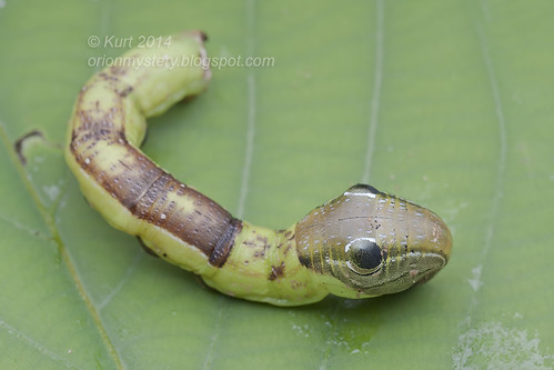 Snake-mimic caterpillar IMG_0611 copy