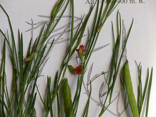 spain plantas roja lathyrus aragón lasierra leguminosas floraibérica lathyrussphaericus guijasalmortas sierradelalomagalianabarrancocilluelo terófito