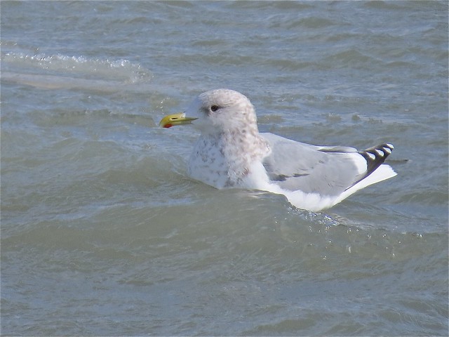 Thayer's Gull (Adult) at North Point Marina in Lake County, IL 07