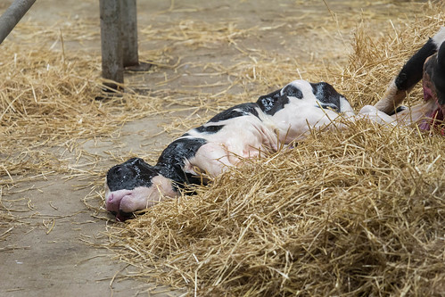 baby barn cow farm birth may indiana fair oaks birthing 2016