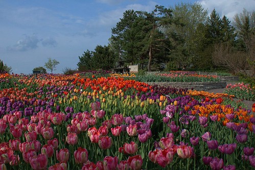 flowers fountain minnesota spring nikon tulips arboretum chanhassen minnesotalandscapearboretum d7000