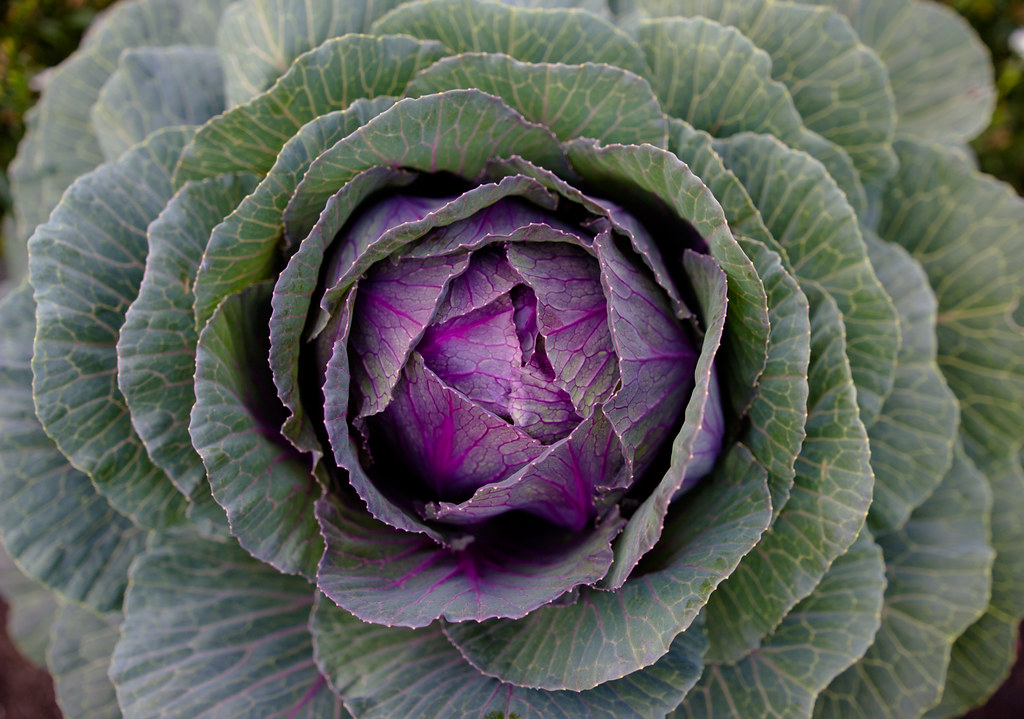 Big Cabbage