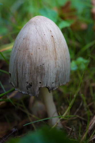 france macro photographie vienne champignon vegetal poitoucharentes sèvresanxaumont