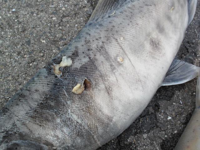 メスの体には，モリで突かれたような傷があった．（※この時期，サケ科魚類の捕獲は禁止されています）