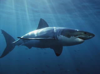 South African great white shark