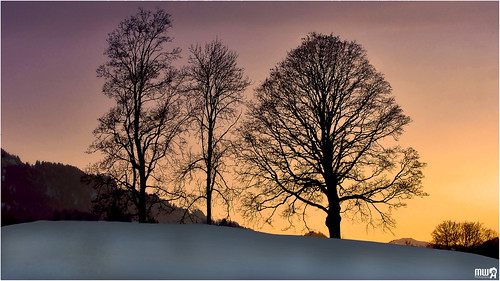 trees winter sunset sky panorama snow alps nature silhouette canon season landscape schweiz switzerland evening europe colours lonelyplanet snowscape nationalgeographic winterscape simmental oberwil cantonberne