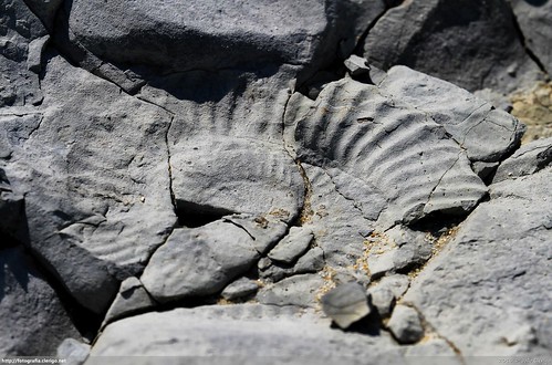fossil rocks fossils rochas fóssil fósseis praiadeáguademadeiros
