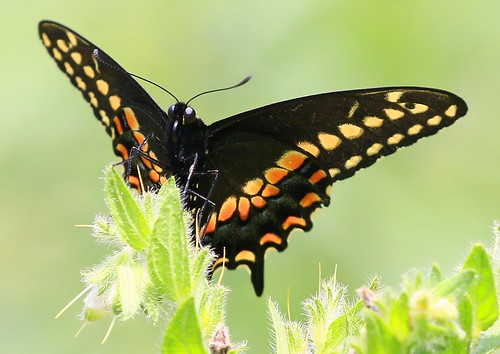 county black male butterfly reis iowa larry ludwig preserve swallowtail winneshiek