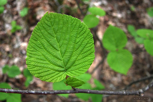 hiking arbre forêt feuilles valléedubrasdunord straymonddeportneuf