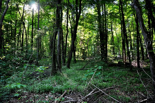 tree green nature forest nikon luxembourg wald baum gruen photostream d90 mygearandme