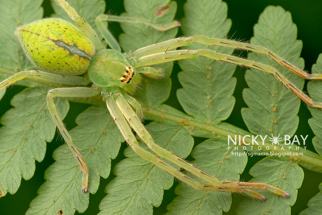 Huntsman Spider (Gnathopalystes sp.) - DSC_1509