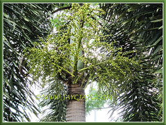 Wodyetia bifurcada (Foxtail Palm) with newly developed clusters of fruits, 13 Sept 2013