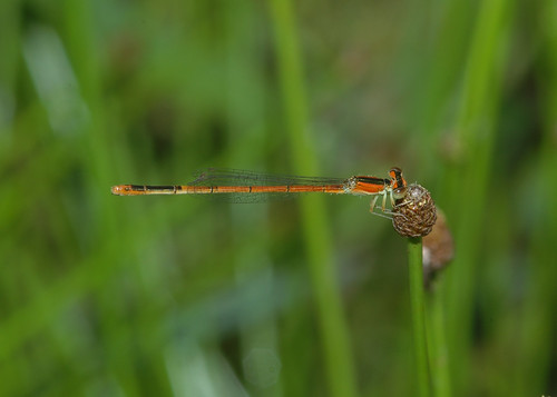 insects odonata coenagrionidae