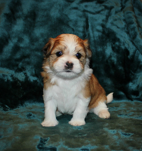 Pip at four weeks