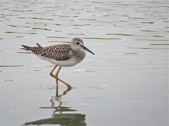 Lesser Yellowlegs at El Paso Sewage Treatment Center in Woodford County, IL 01