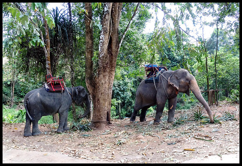 Elephants near Tone Pariwat