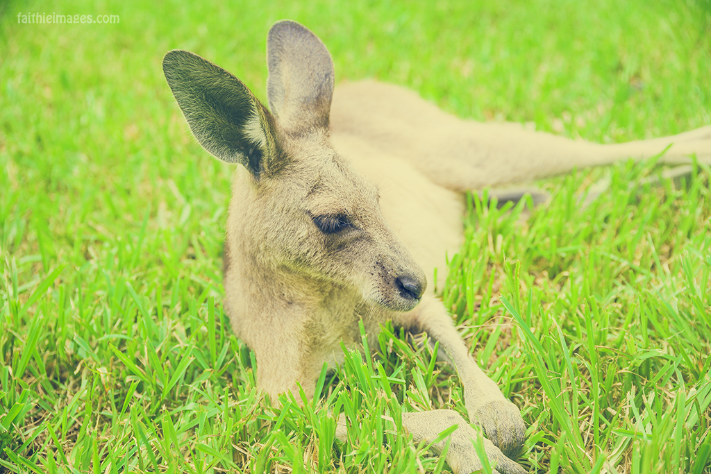 Relaxing Kangaroo life