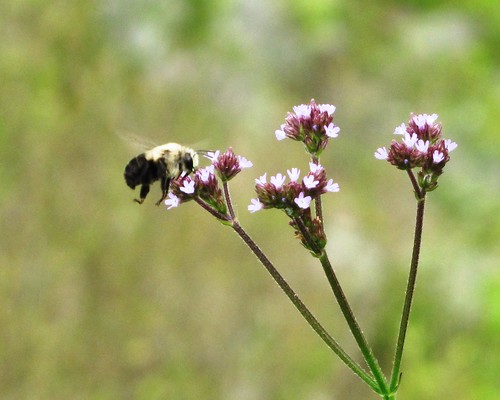 flower southcarolina bee pollinator