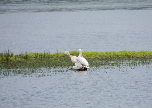 pelicans birds sardislake