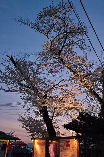 【写真】2013 桜 : 高台寺（２）/2020-11-07/IMGP9307