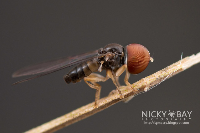 Big-Headed Fly (Pipunculidae) - DSC_8453
