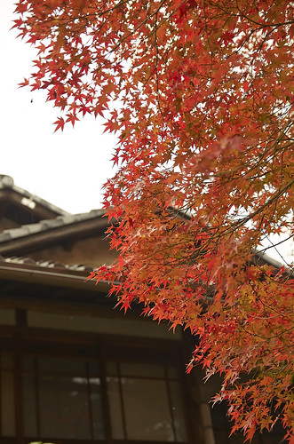 【写真】2013 紅葉 : 東福寺/2021-05-18/IMGP3466