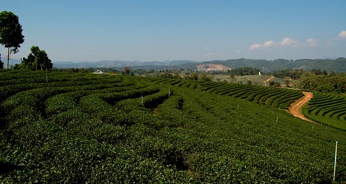 thailand tea north thai plantation greentea chiangrai