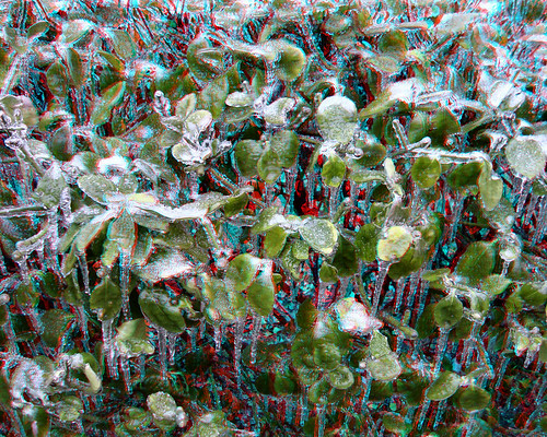 storm ice leaves georgia frozen 3d bush anaglyph scene stereo icicle february scenes icicles waynesboro anaglyphic