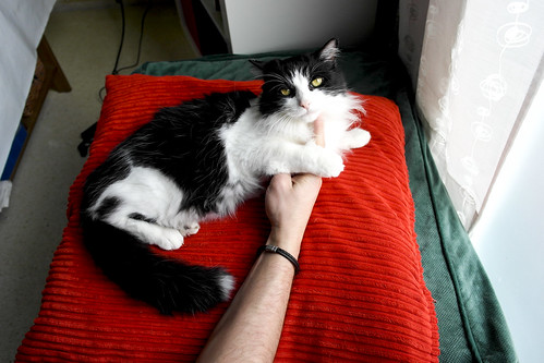 Lucho, gato cruce de Angora blanquinegro nacido en 2011 necesita hogar. Valencia. ADOPTADO. 13142846293_b8cbbf3da0