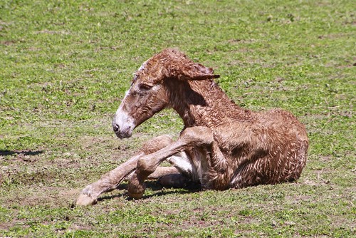 roadtrip missouri newborn mule justborn foal 2014 missourimule