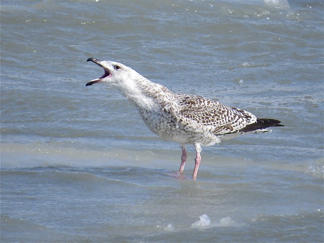 Great Black-backed Gull (1st Cycle) at North Point Marina in Lake County, IL 06