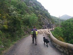 Sheep V - Photo of La Charce