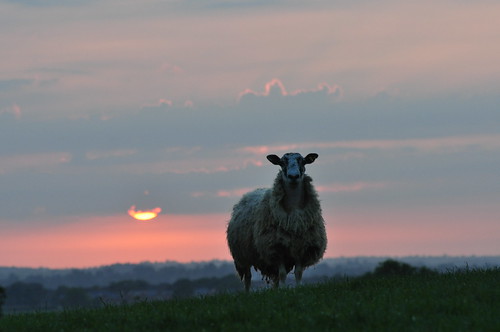light sunset sun animals clouds atardecer evening countryside sonnenuntergang sheep farming pôrdosol farmanimal contrejour coucherdusoleil