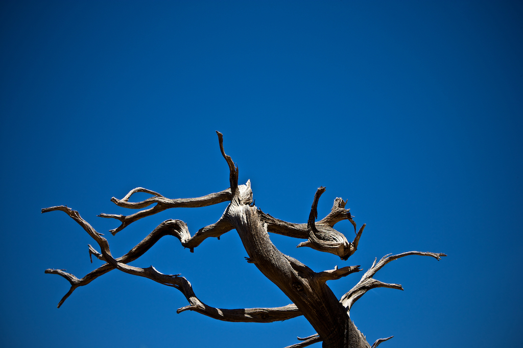 Twisted grey tree against blue sky, photography art, for home and office décor. Title is: 146
