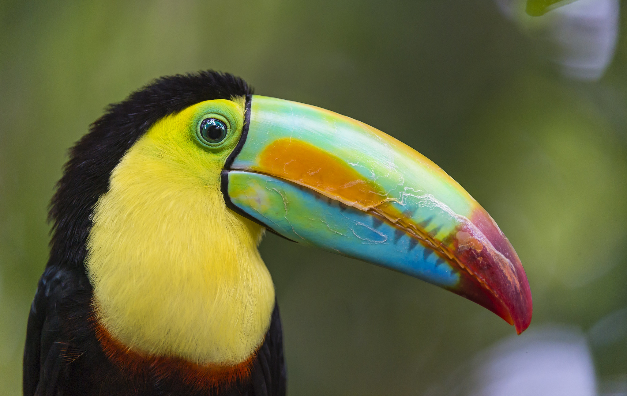 Toucan from the other side