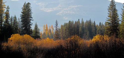 travel trees mountains fall tourism nature forest landscape scenery montana fallcolors rockymountains montagna