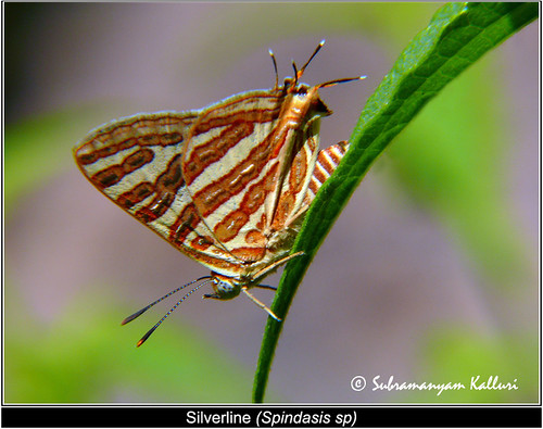 lycaenidae butterflyindia butterfliesofandhrapradesh