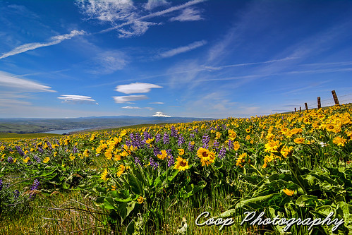 park flowers color river lens photography washington spring nikon state meadow columbia hills tokina mount bloom april wa hood gorge coop wildflowers 27 f28 lupine balsamroot 2013 d7100 1116mm