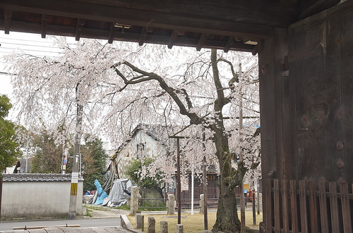 【写真】2014 桜 : 妙覚寺/2021-01-05/IMGP5673