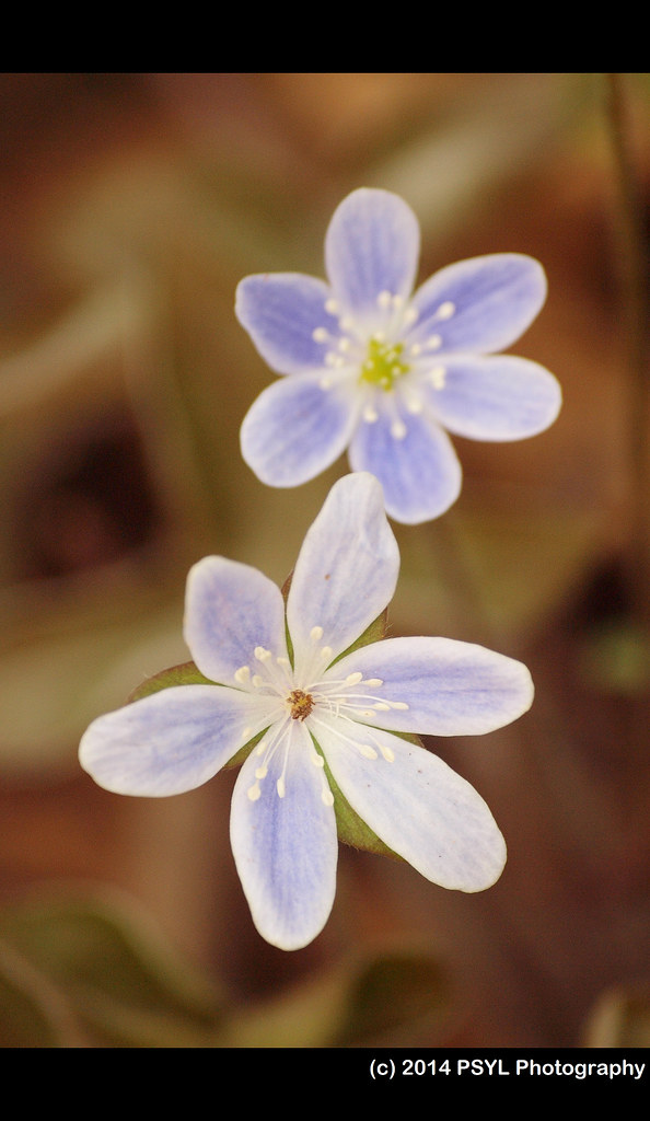 Hepatica (Anemone sp.)