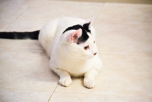 Carlo, gatito blanco con toque negro tímido y muy bueno esterilizado, nacido en Junio´14, en adopción. Valencia. ADOPTADO. 15784362163_0706f339f4