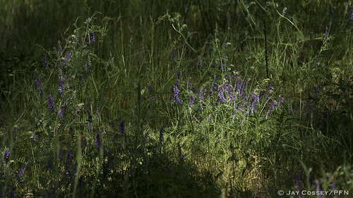 ontario vine naturephotography macrophotography insecta vetch invasiveplant backuswoods foodplant photographerjaycossey norfolkco