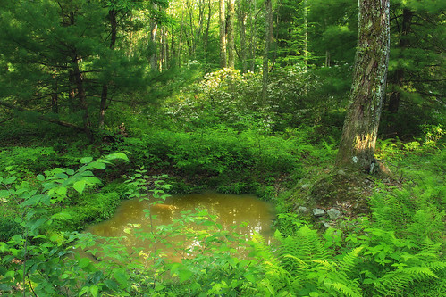 trees summer nature forest pond hiking pennsylvania creativecommons wetland vernalpool natureconservancy clintoncounty pennsylvaniawilds ephemeralpond westbranchforestpreserve patnc westbranchwildernesspreserve westbranchresearchanddemonstrationforest