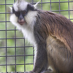 GRAY’S CROWNED GUENON