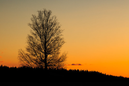 sunset tree silhouette proud forest suomi finland spring glow cities free lappeenranta kevät southkarelia